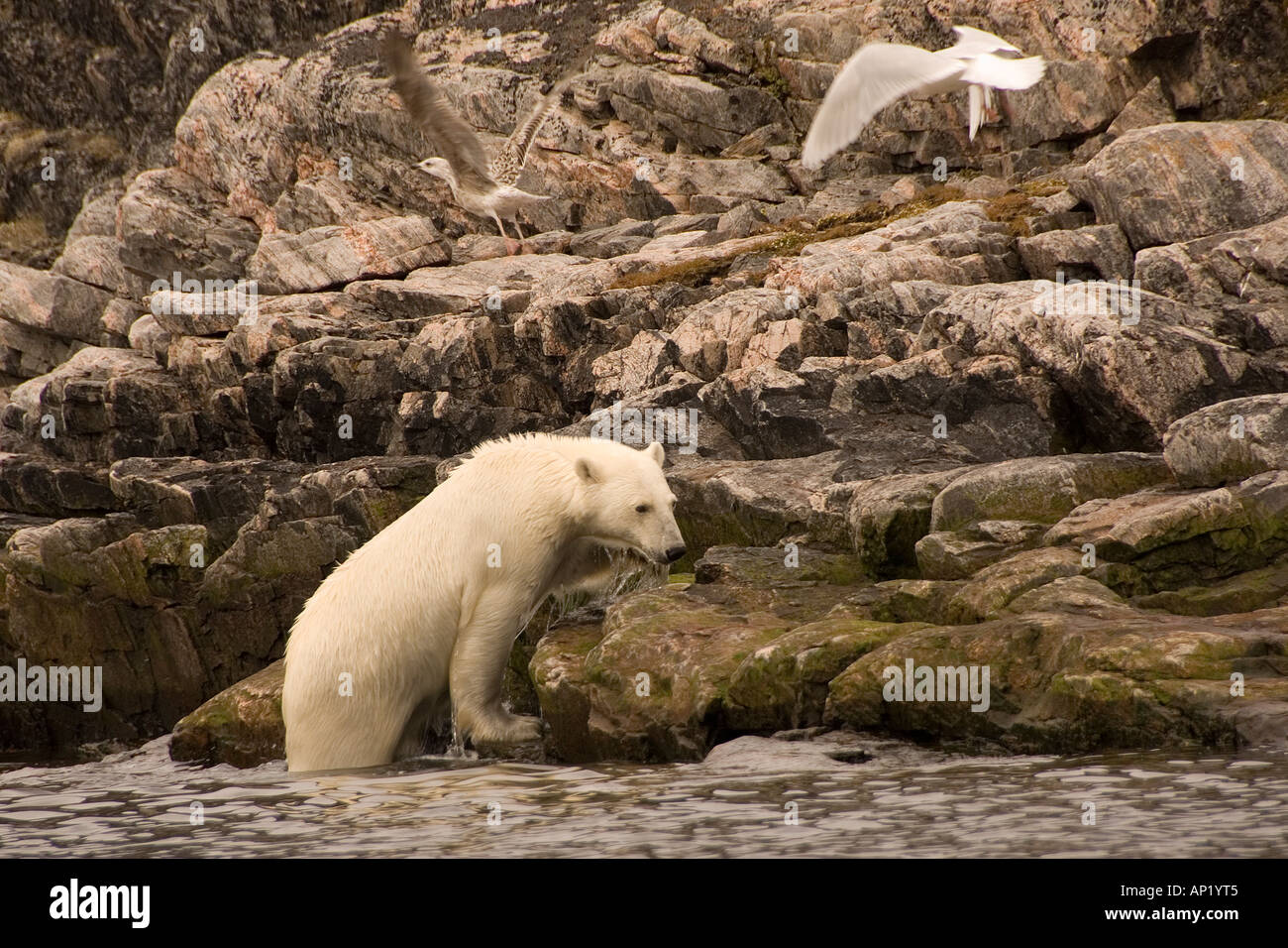 Polar Bear Button Islands Labrador Canada Stock Photo