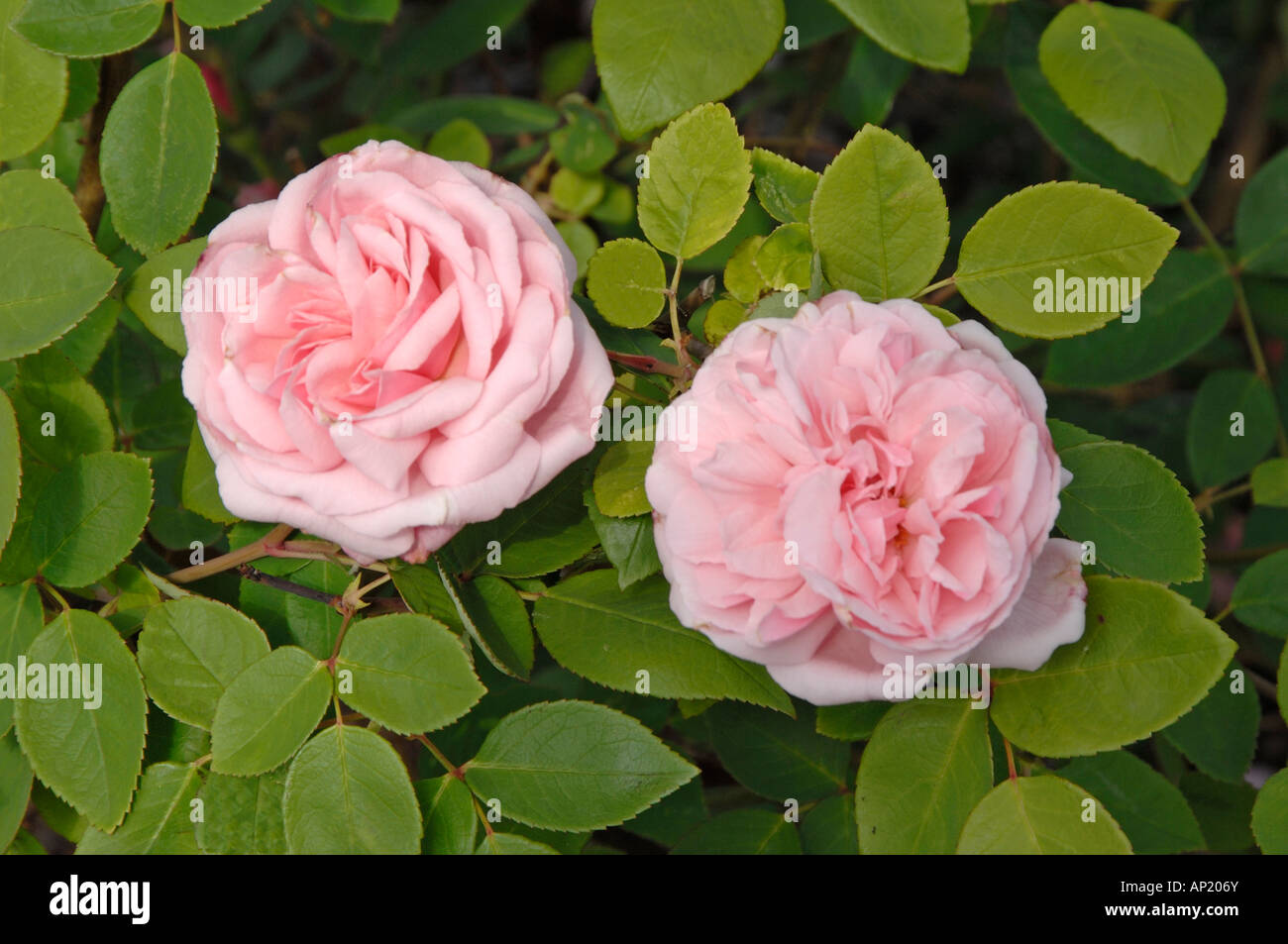 Bourbon Rose (Rosa borbonica), variety: Martha, flowers Stock Photo - Alamy