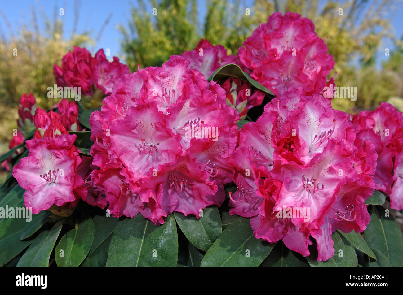 Rhododendron (Rhododendron hybrid), variety: Germania, flowers Stock Photo