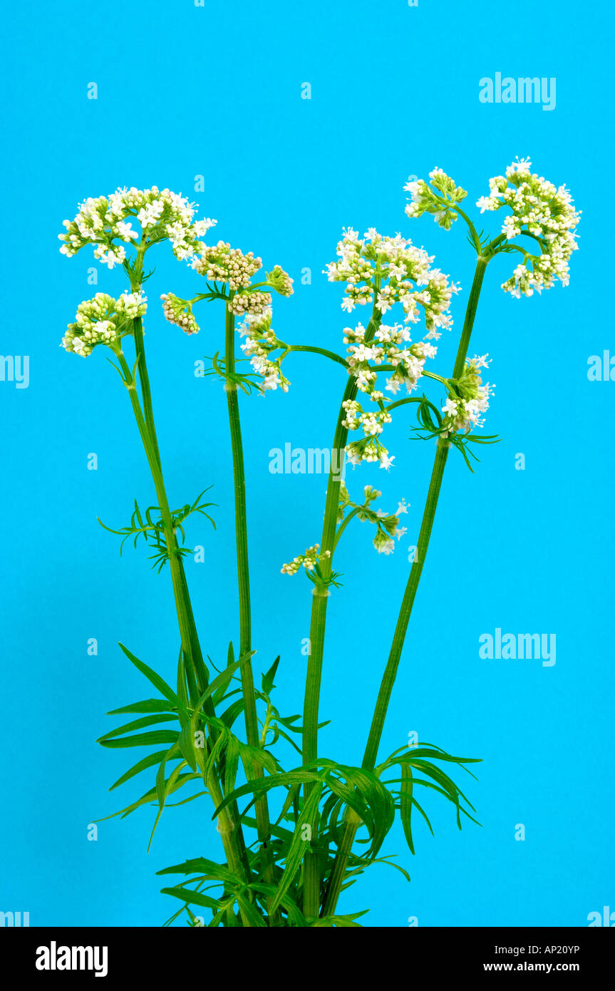 Common Valerian (Valeriana officinalis), flowering stems, studio picture Stock Photo