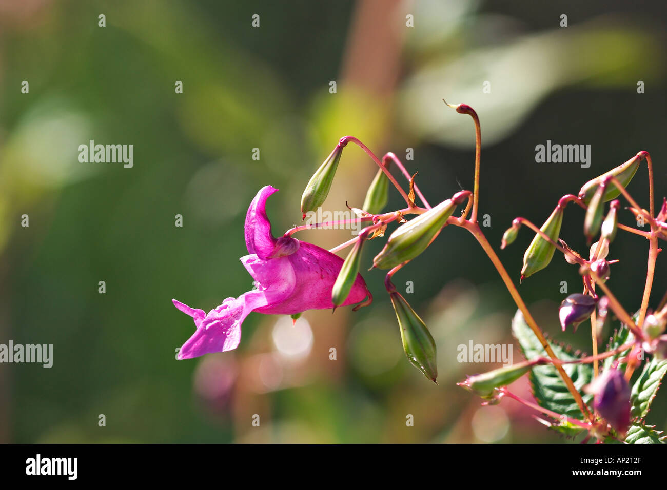 Indian Balsam ornamental jewelweed Impatiens glandulifera  Stock Photo
