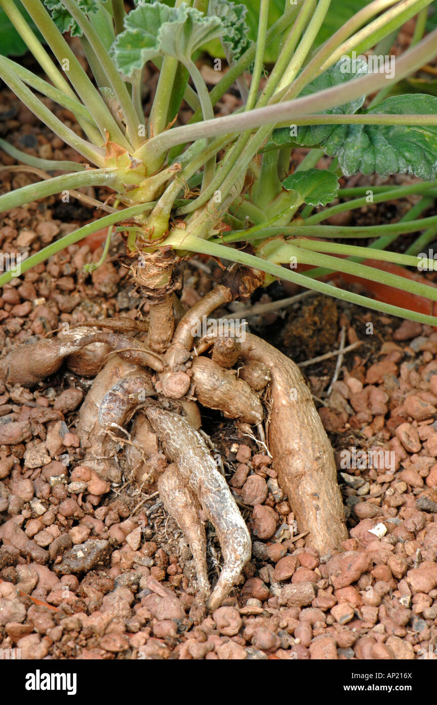 Umckaloabo (Pelargonium reniforme, Pelargonium sinoides) with exposed root tubers which are used for certain medicines Stock Photo