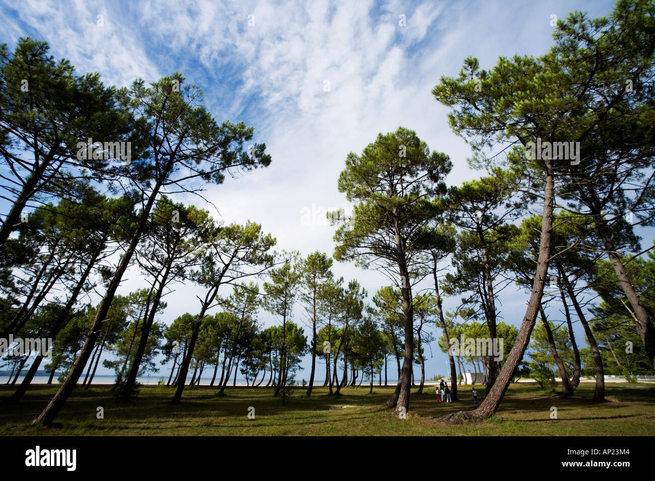 Pine tree wood near the beach at lake Navarosse, Biscarrosse area, Aquitaine, France Stock Photo