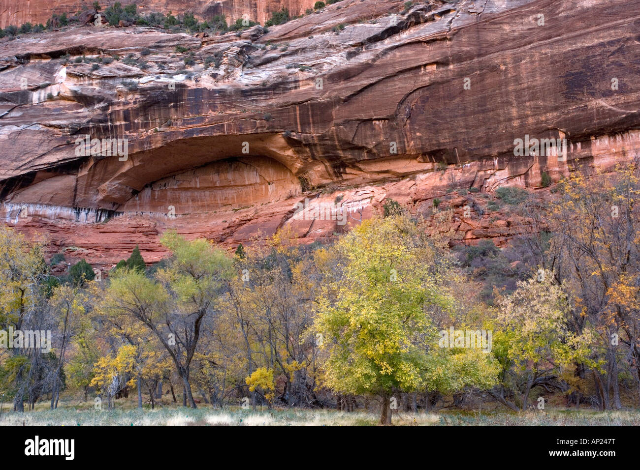 Zion National Park Utah with red sandstone cliffs in autumn Utah USA Stock Photo