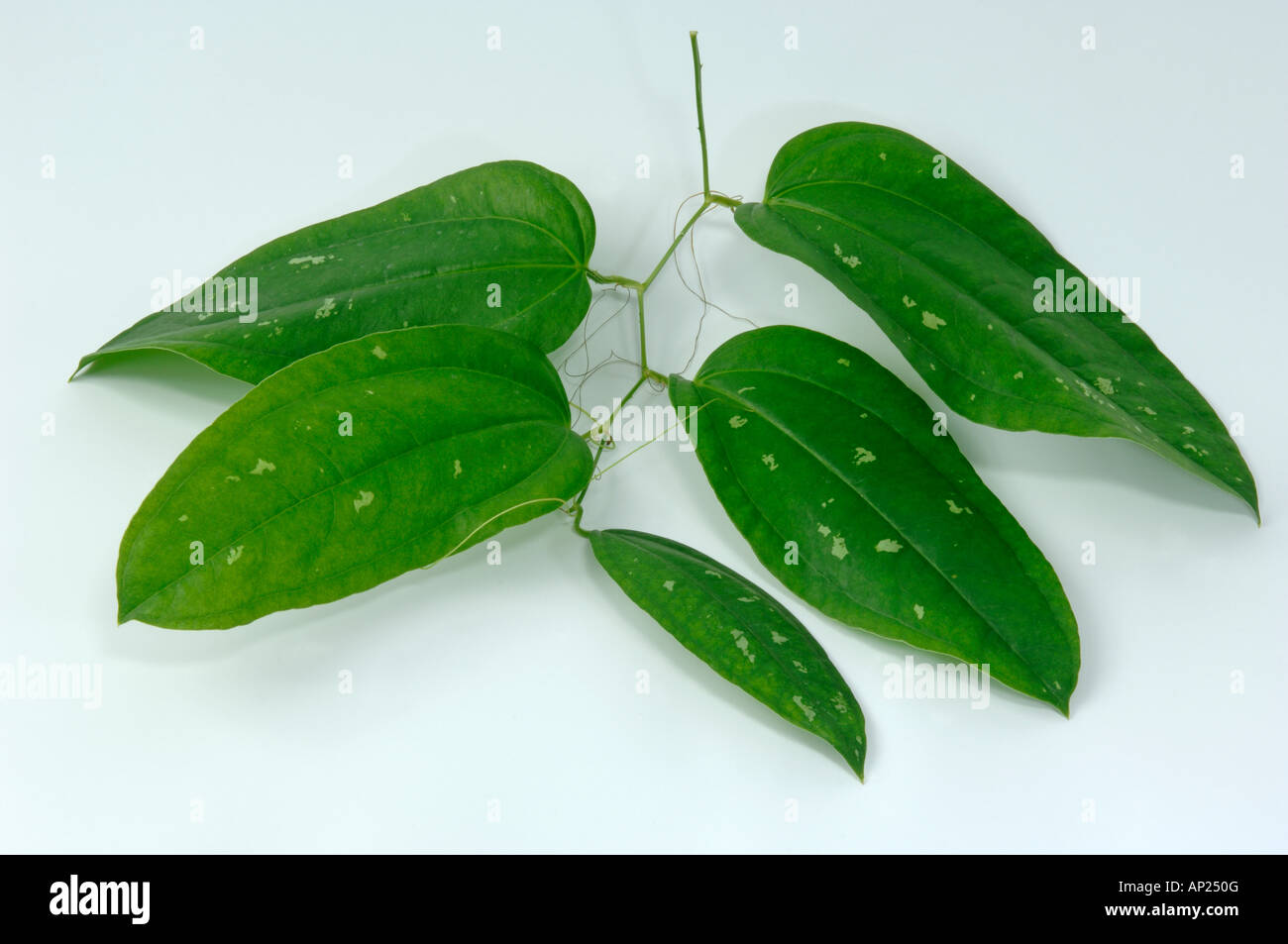 Jamaican Sarsaparilla (Smilax regelii Smilax officinalis) twig with leaves studio picture Stock Photo