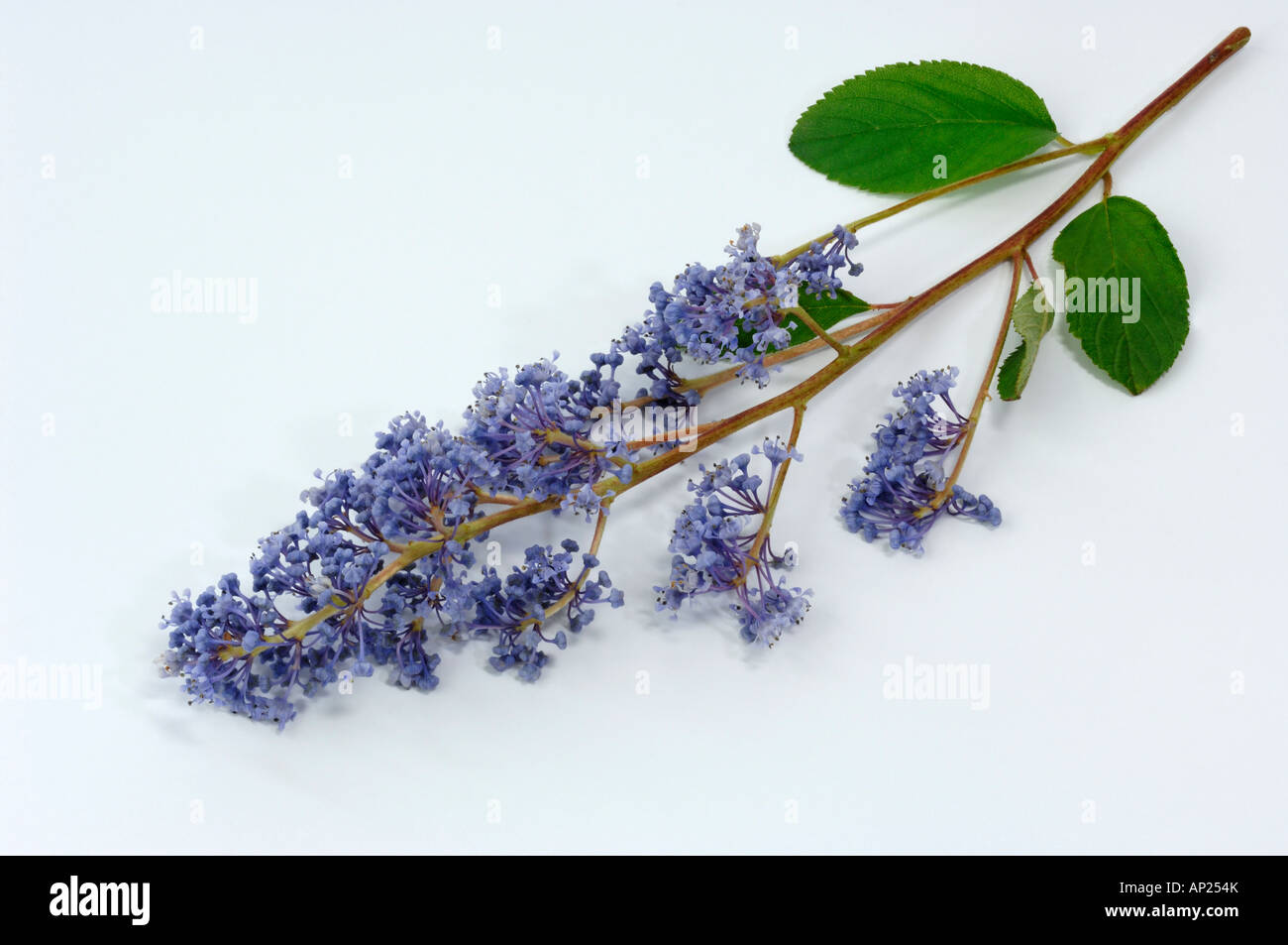 California Lilac (Ceanothus x delilianus) var. Gloire de Versaille flowering twig studio picture Stock Photo