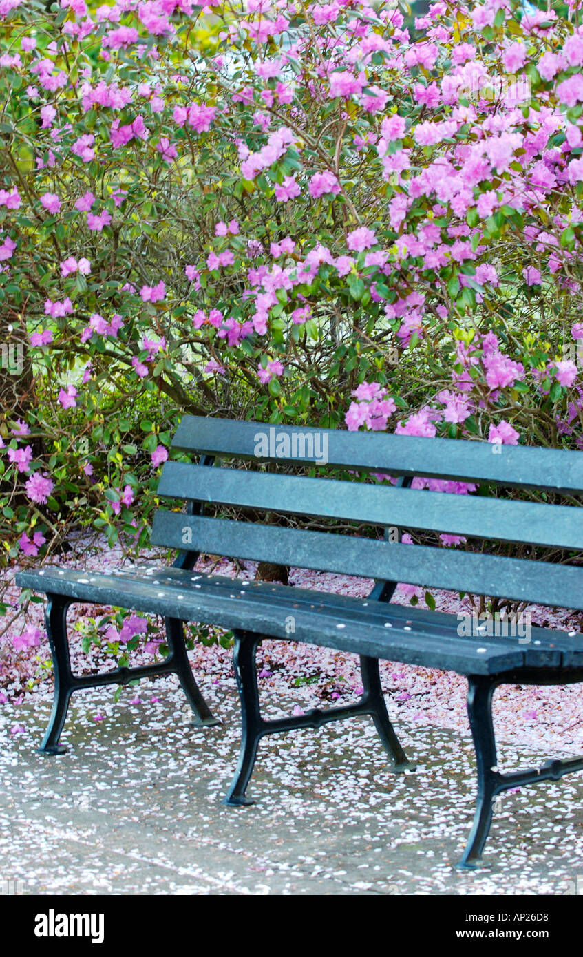 Park bench with blossoms on ground and purple flowers in background Stock Photo