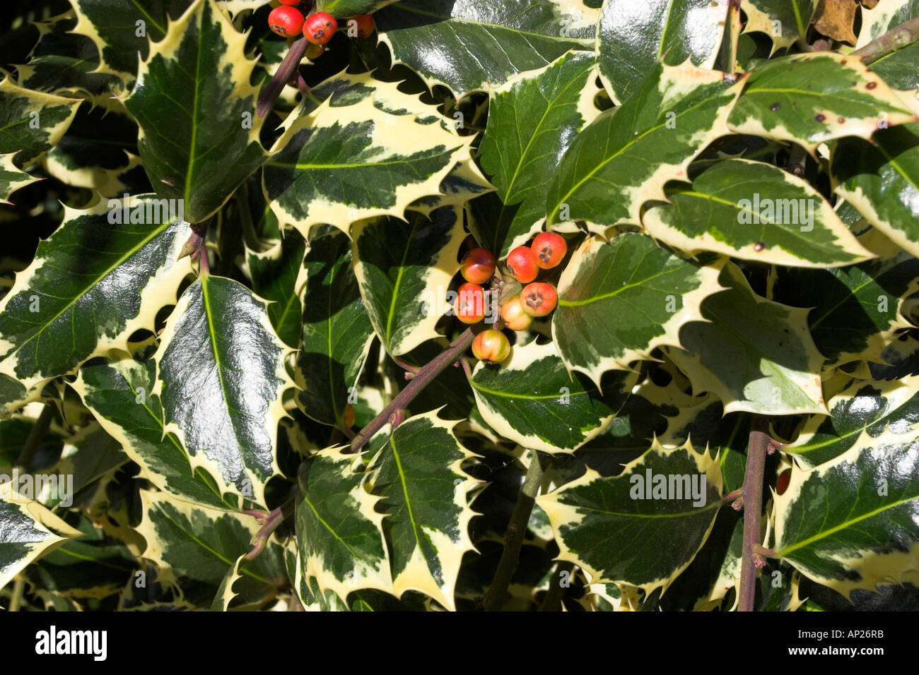 Perry's weeping holly Stock Photo