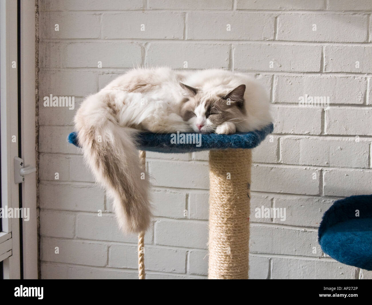 Sleeping top and tail hires stock photography and images Alamy