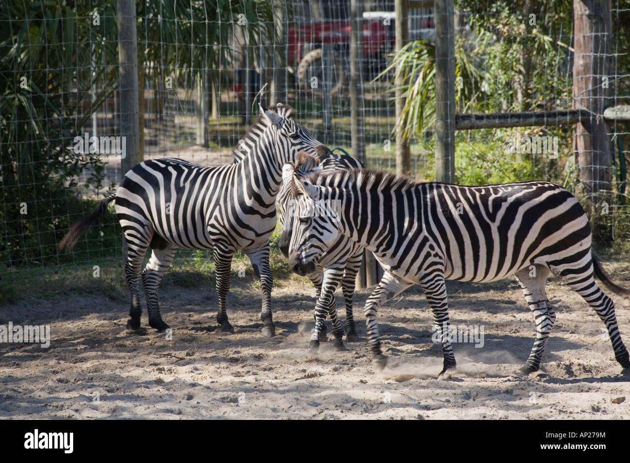 Lowry park zoo hi-res stock photography and images - Alamy