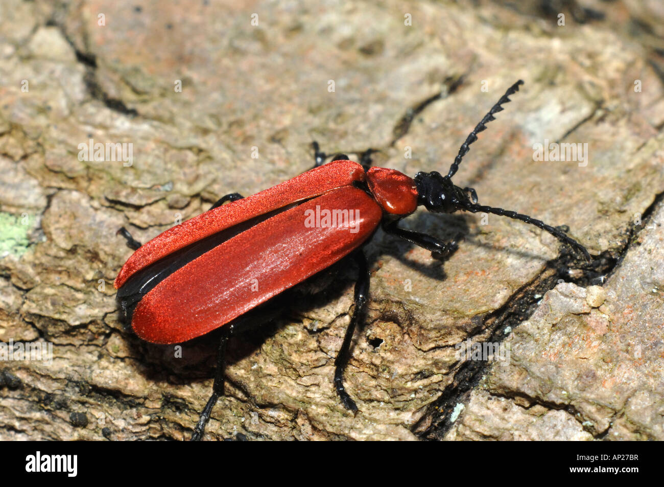 Cardinal Beetle (Pyrochroa coccinea) Stock Photo