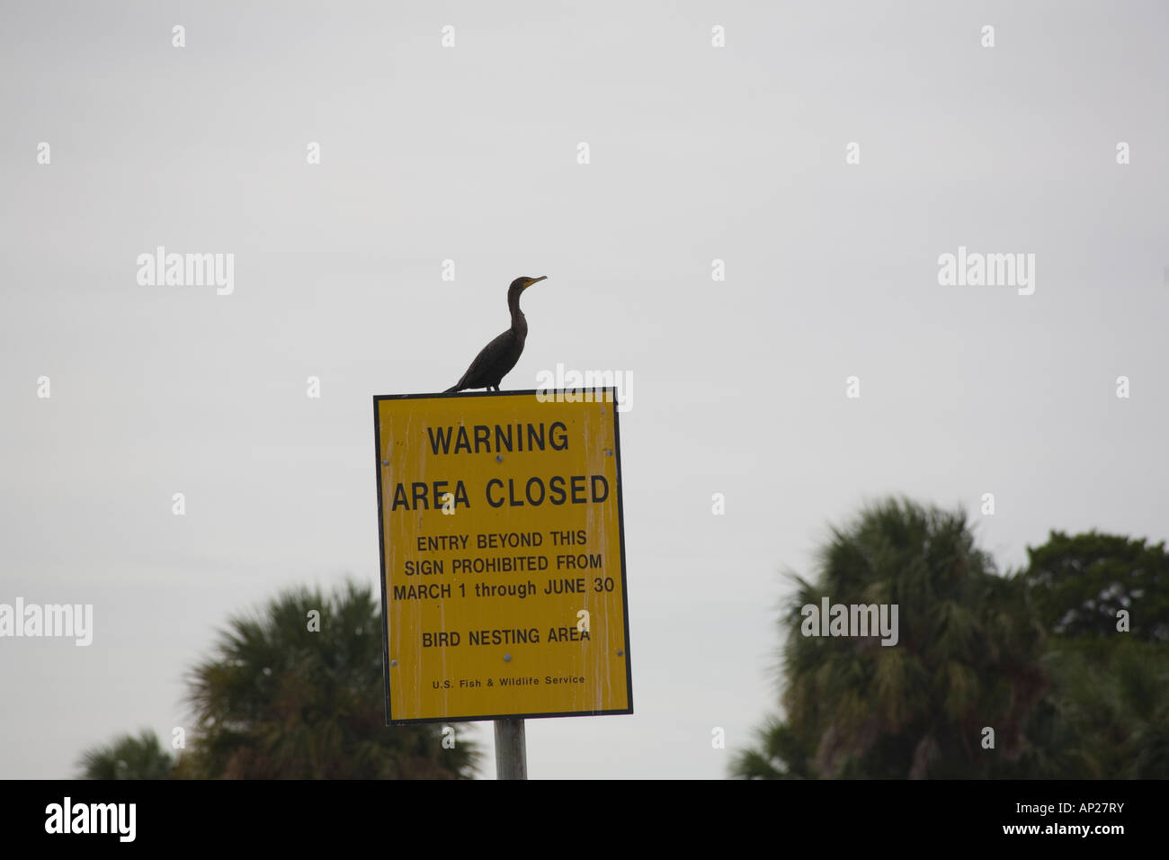 Cormorant sitting on warning sign in Gulf of Mexico off Cedar key