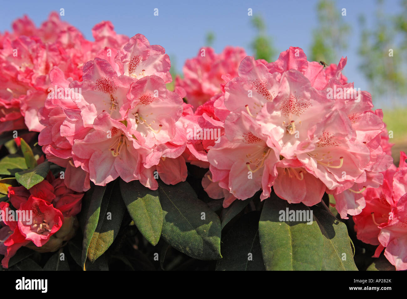 Rhododendron anuschka hi-res stock photography and images - Alamy