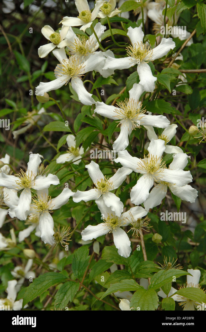 Anemone Clematis (Clematis montana), variety: Wilsonii, flowering Stock Photo