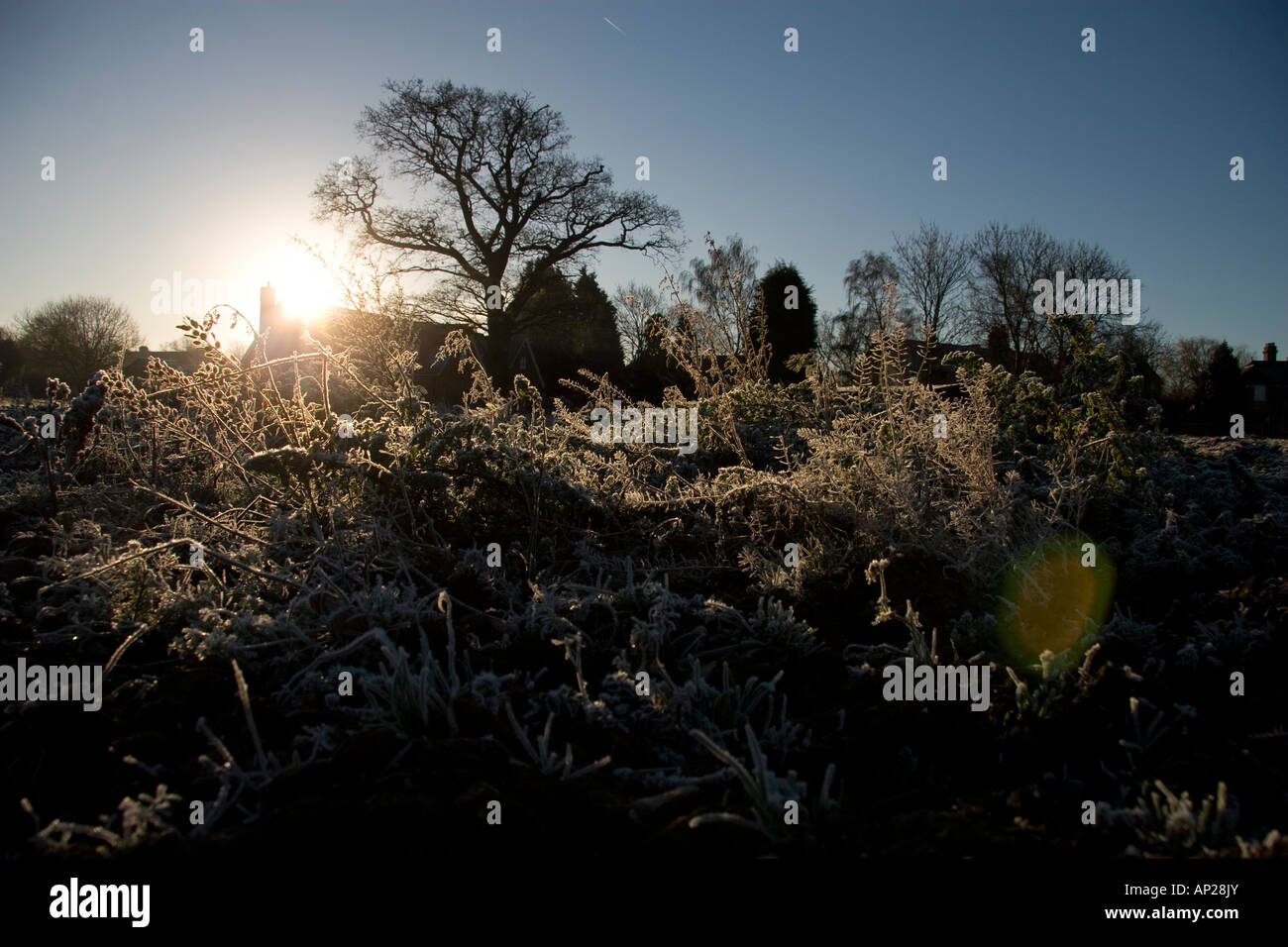 trees in winter covered with frost Stock Photo - Alamy