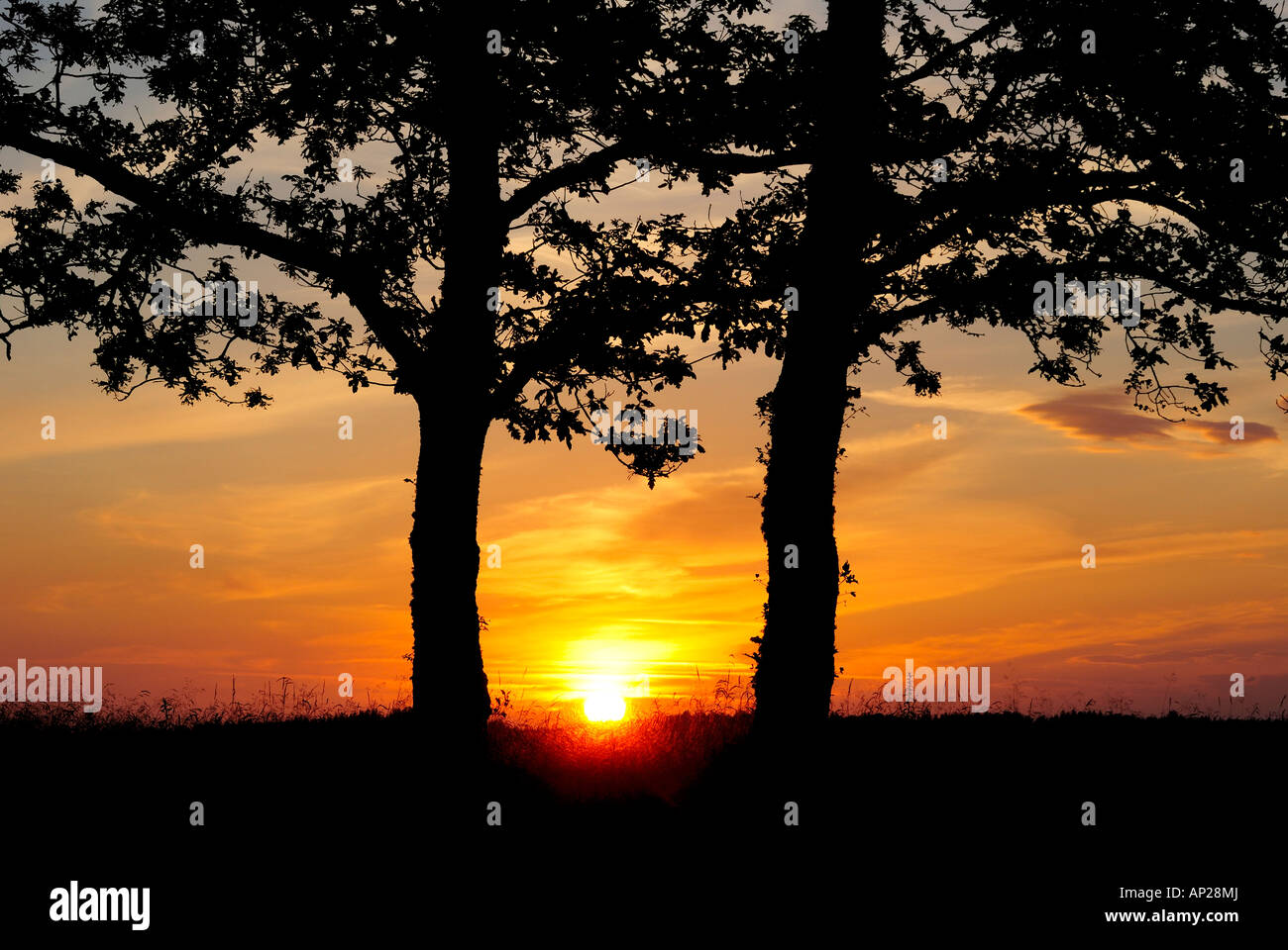 Sunset and silhouette of a tree Stock Photo - Alamy