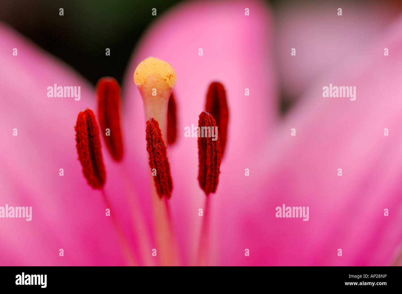 Close-up of pink flower stigma and stamen Stock Photo