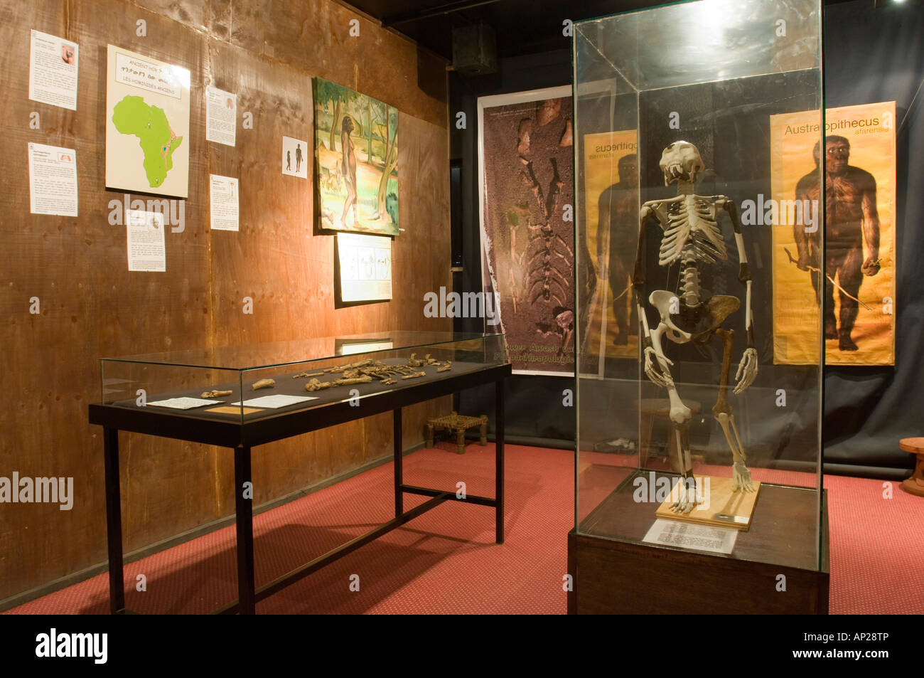 The skeleton of "Lucy" housed in the national museum of Addis Ababa. Stock Photo