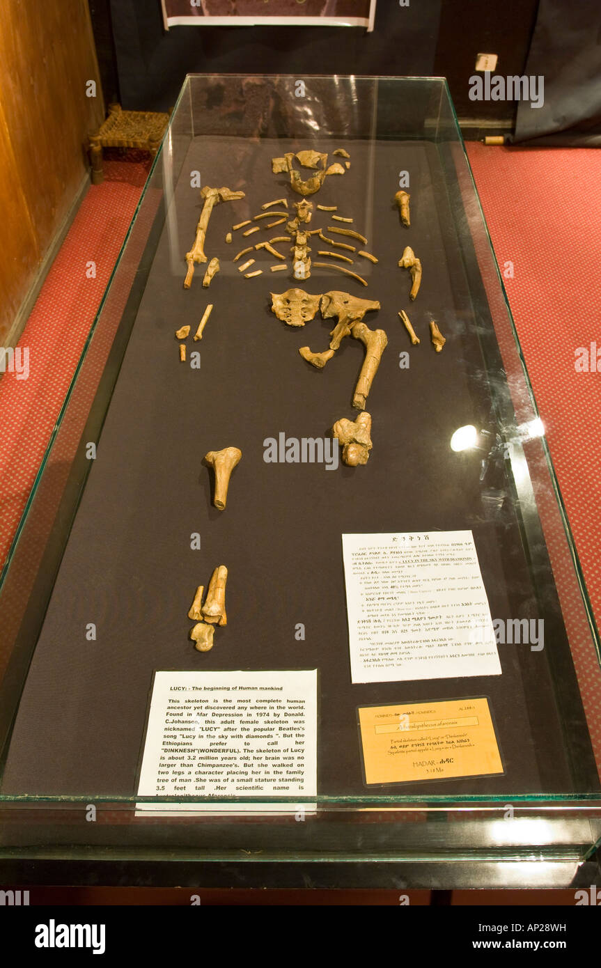 The skeleton of 'Lucy' housed in the national museum of Addis Ababa. Stock Photo