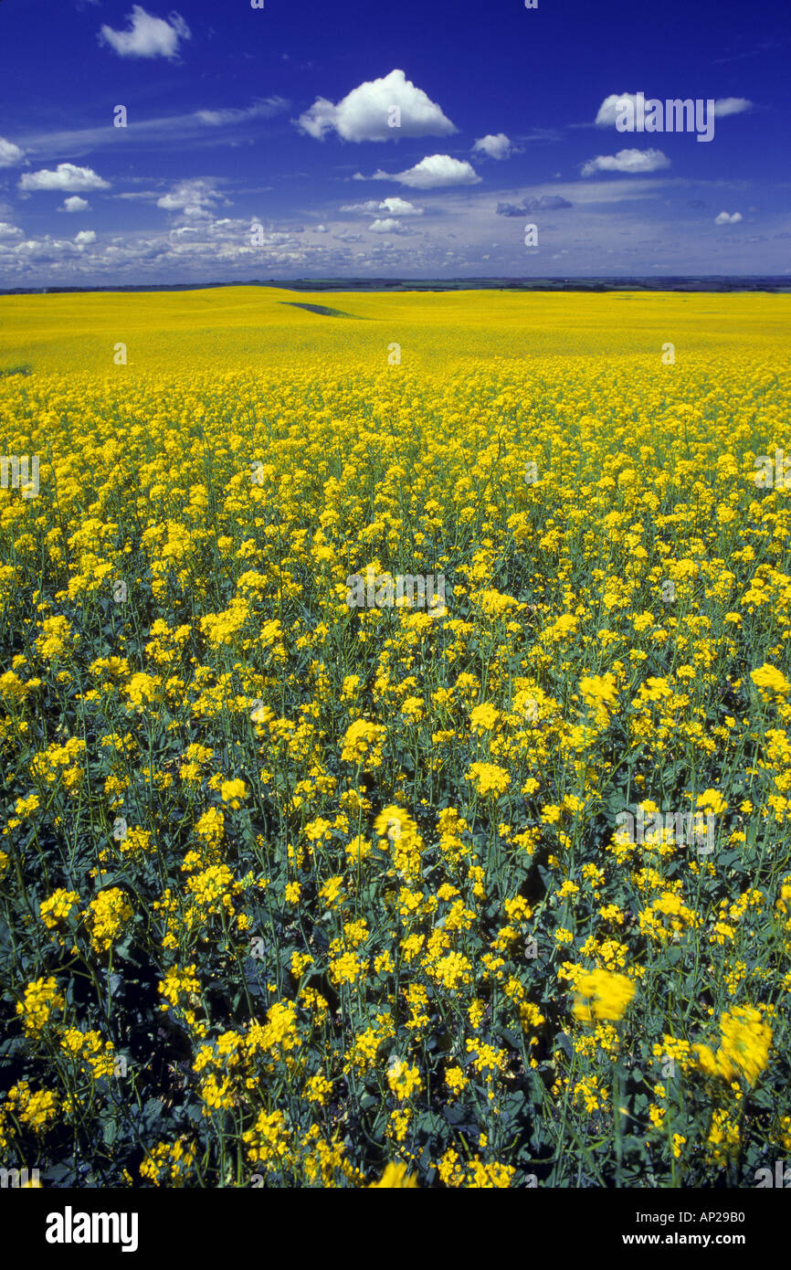 Rapeseed oil field field hi-res stock photography and images - Alamy