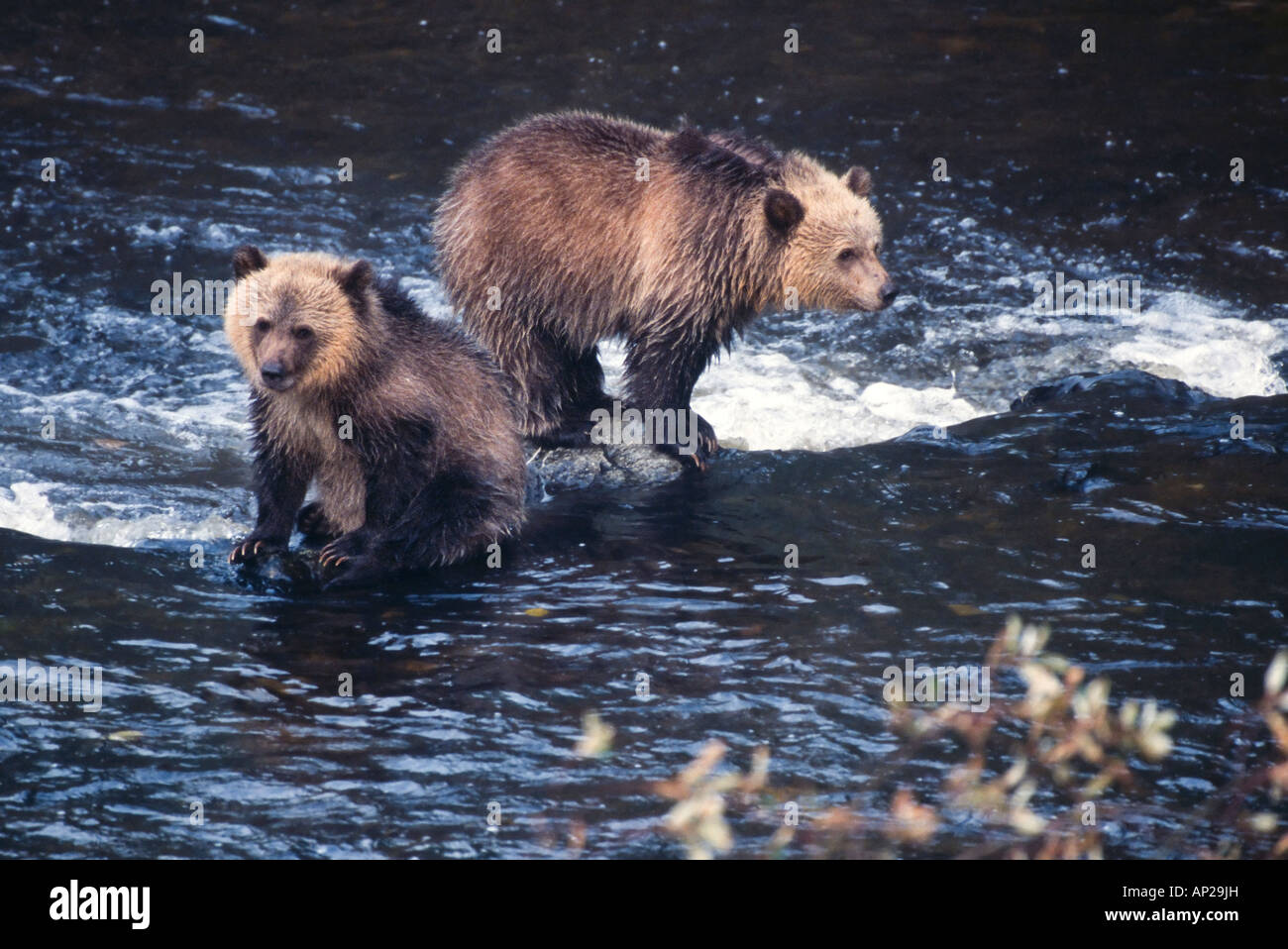 Two grizzly brown bear cubs sitting standing on rocks in water looking for salmon to catch Stock Photo