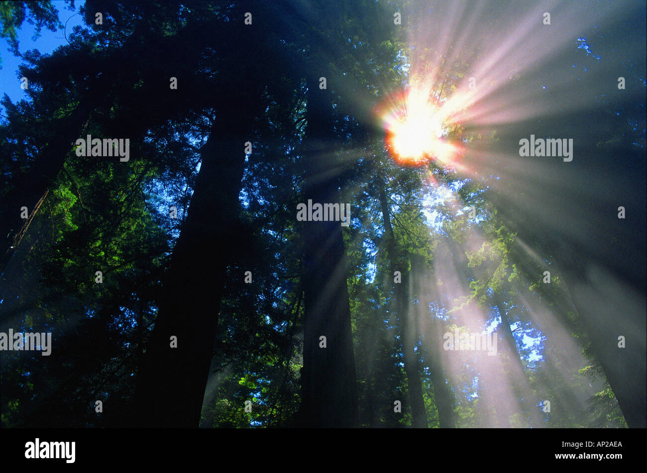 Sunlight filtering through dense forest foliage Stock Photo - Alamy