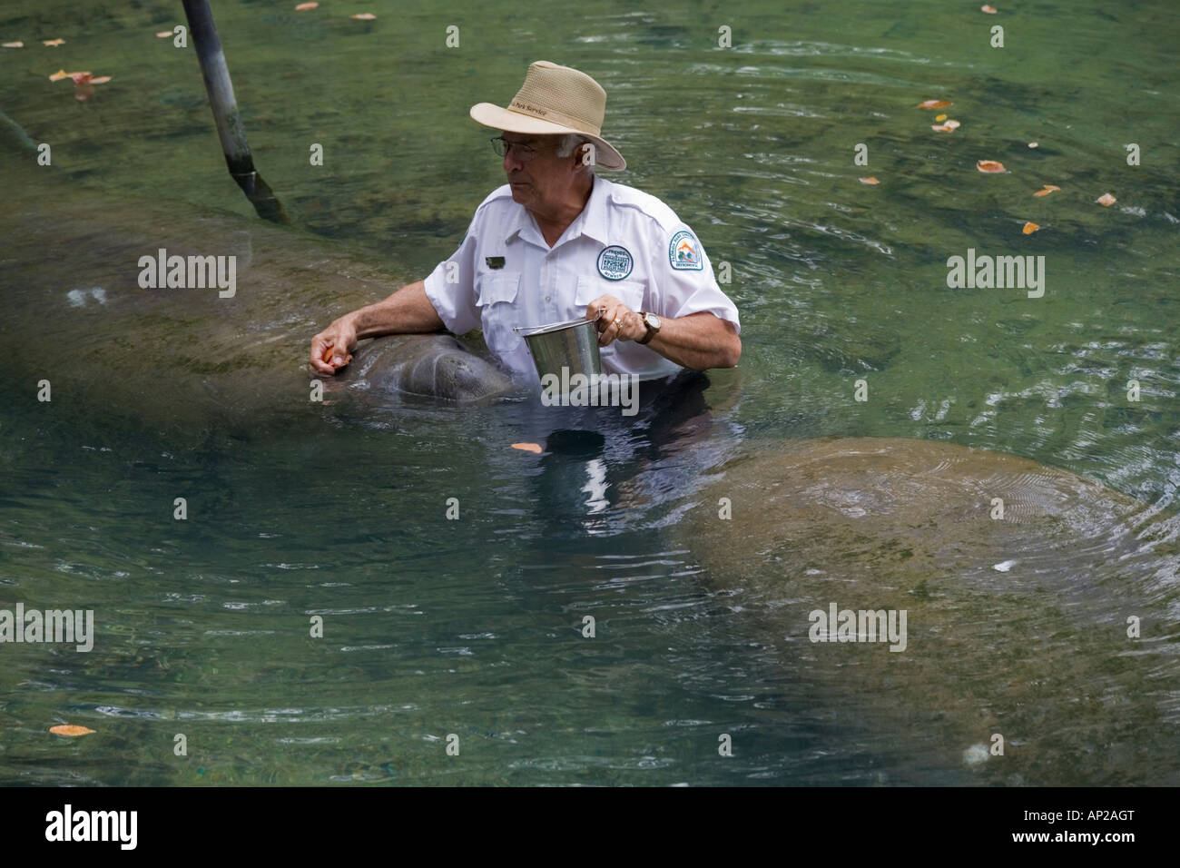 Park volunteer feeding the Manatees at Homosassa Springs Wildlife Park Homosassa Florida Stock Photo