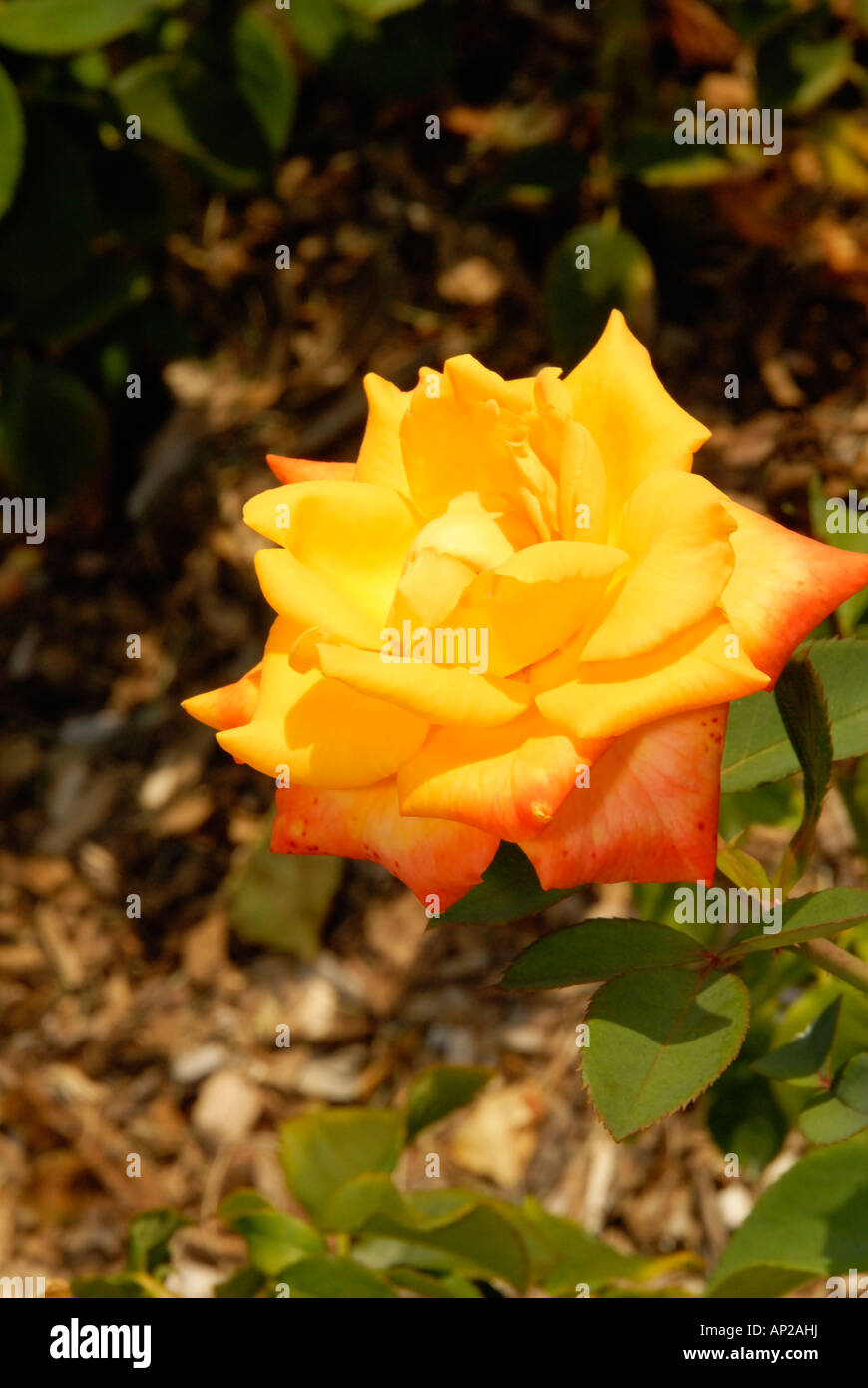 Chris Evert Rose Stock Photo - Alamy
