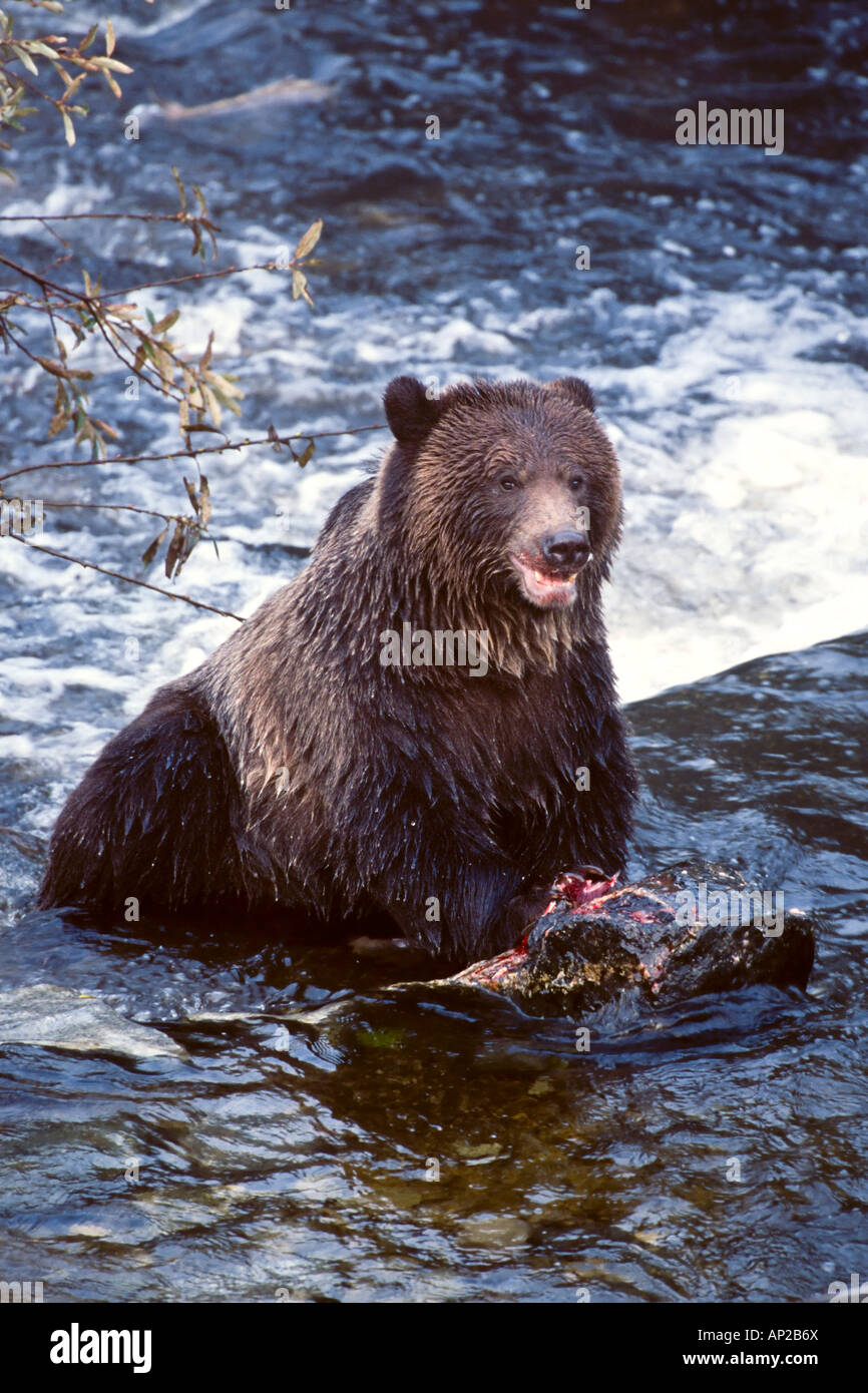 Grizzly Brown Bear sitting in water with remains of a salmon meal Stock Photo