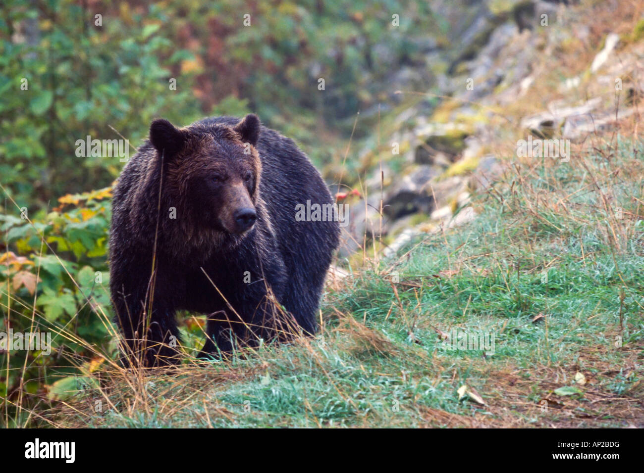 Grizzly Brown Bear standing on grassy slope looking up hill Stock Photo
