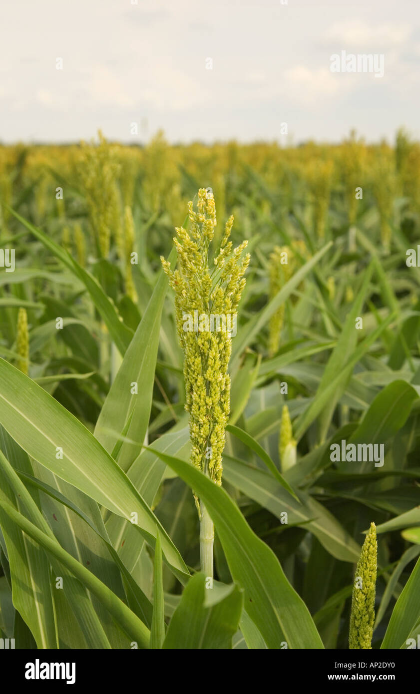 Grain sorghum field broomcorn milo hi-res stock photography and images ...