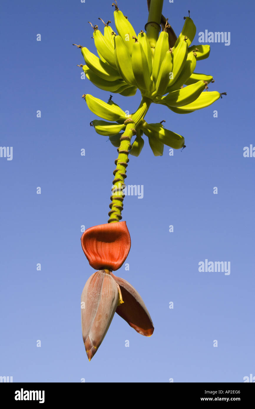 Banana plant growing flowering Stock Photo Alamy