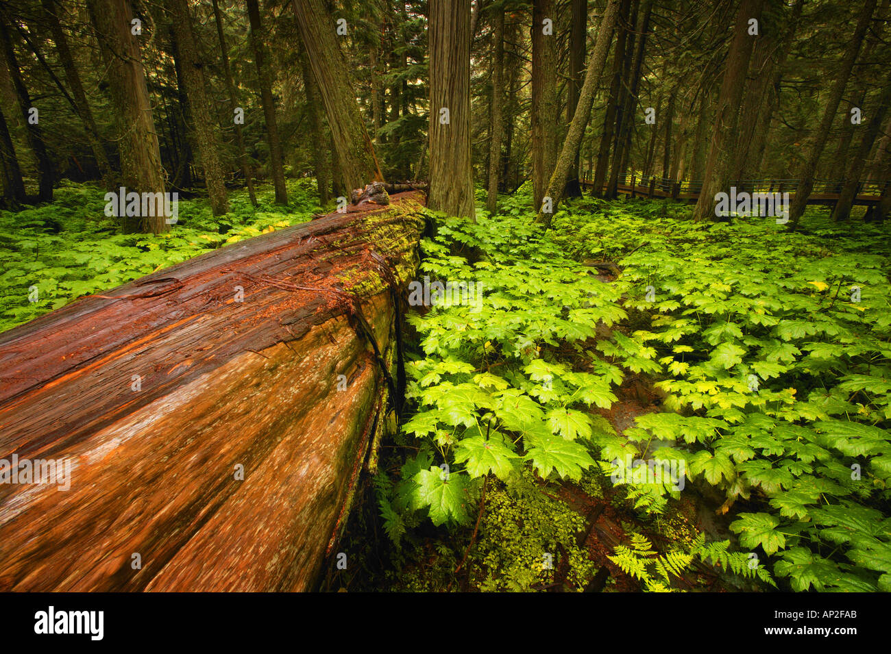 Tree fallen in the forest Stock Photo - Alamy
