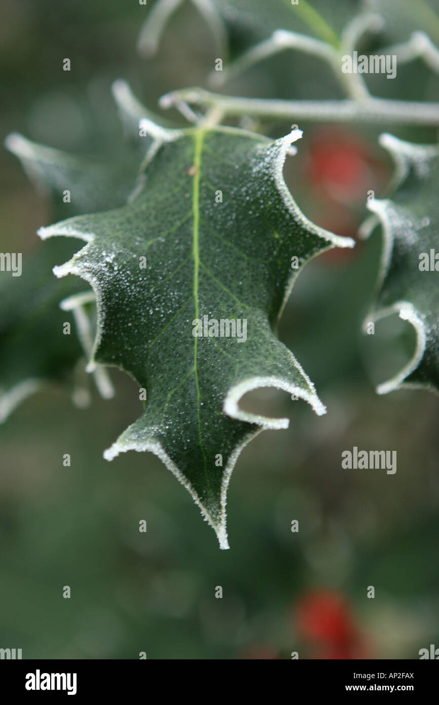 Frost tipped plants hi-res stock photography and images - Alamy