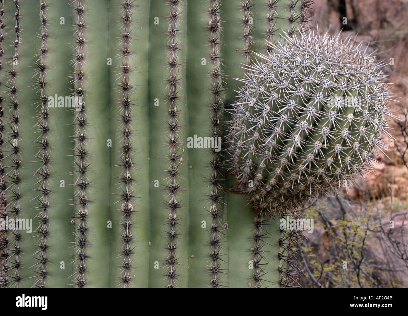 Saguaro Cactus (Carnegiea gigantea) Arizona USA Stock Photo