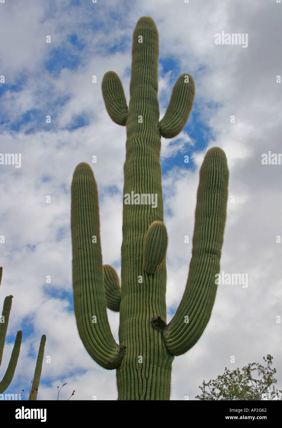Saguaro Cactus (Carnegiea gigantea) Arizona USA Stock Photo