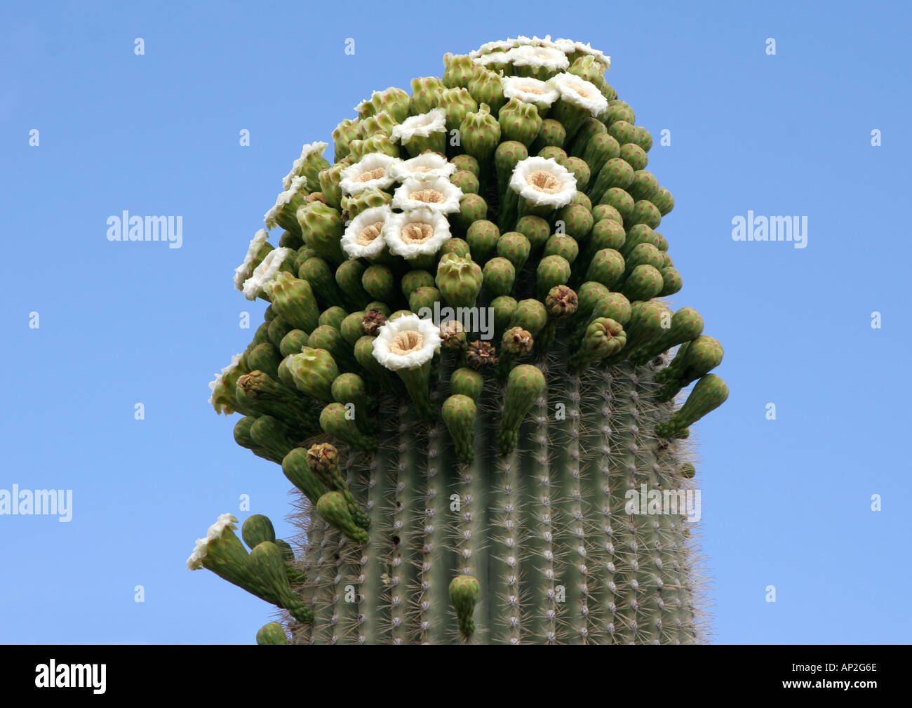 Saguaro Cactus (Carnegiea gigantea) in flower Arizona USA Stock Photo