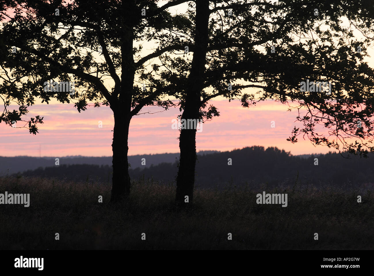 Scenic view of trees at sunset in Sweden Stock Photo