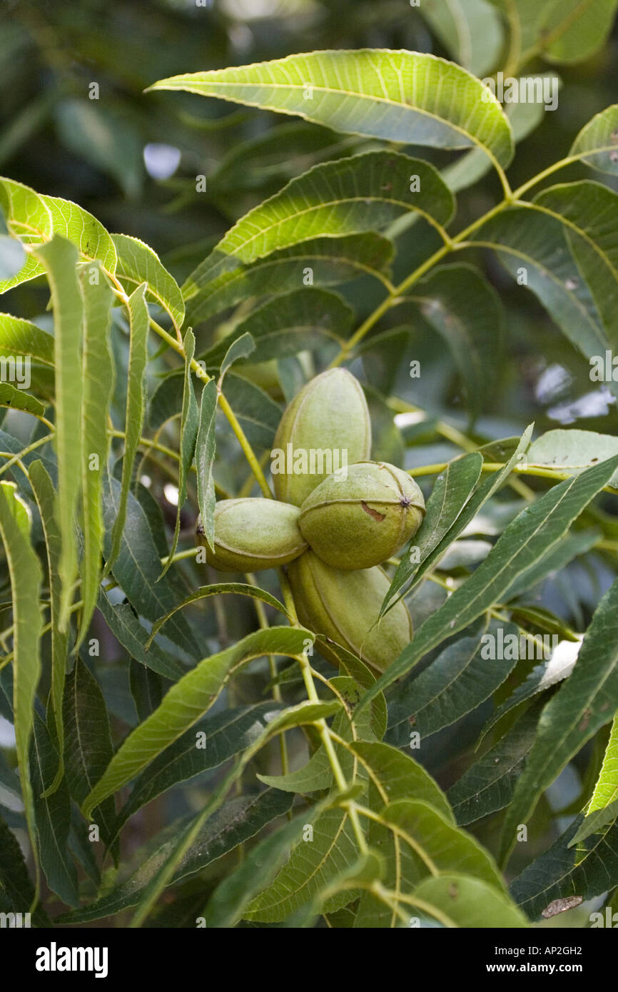 Tree nut farming hi-res stock photography and images - Alamy