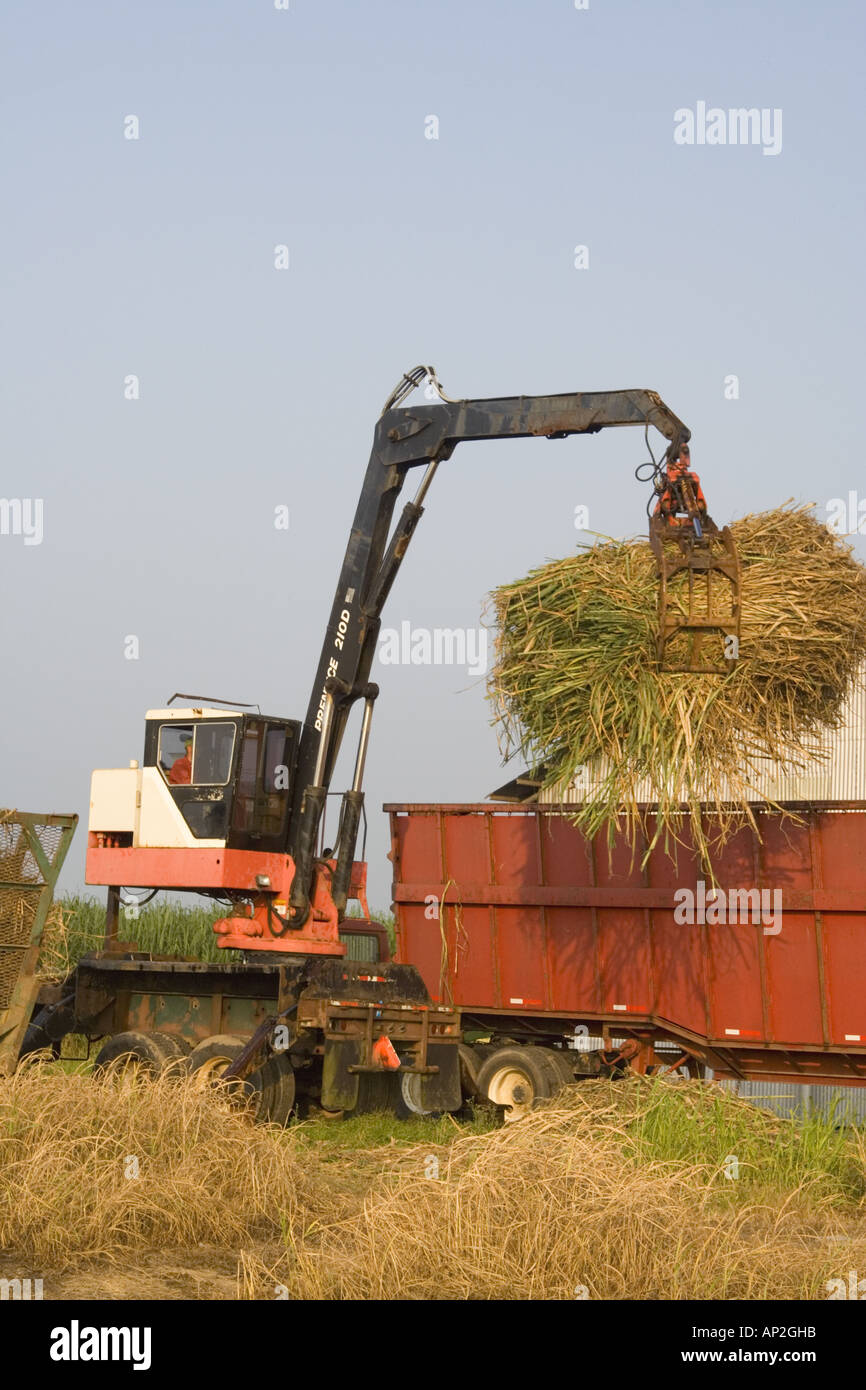 Sugar cane harvest near Stock Photo Alamy