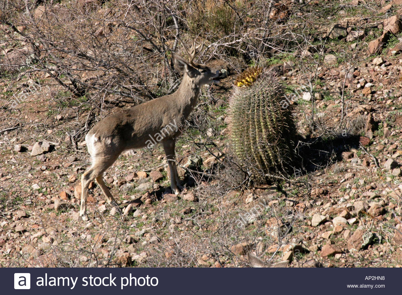 Whitetail Deer Arizona Stock Photos & Whitetail Deer Arizona Stock