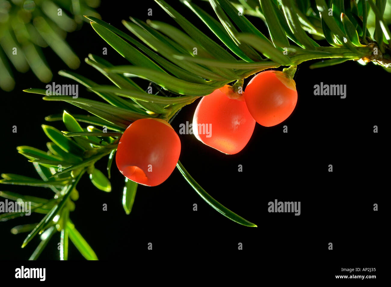 Yew Berries or Cones Taxus baccata Stock Photo