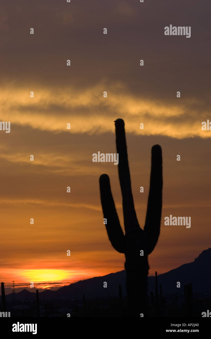 Saguaro Cactus at Sunset, Arizona, U.S.A. Stock Photo