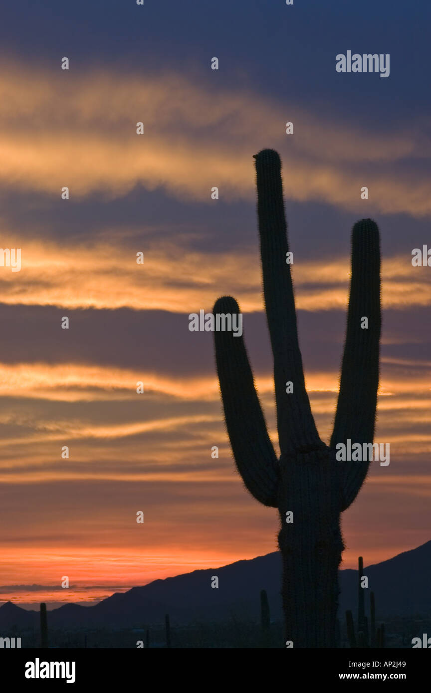 Saguaro Silhouette against Banded Sunset, Arizona, U.S.A. Stock Photo