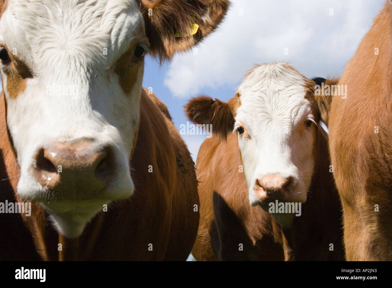 Field black cows interested hi-res stock photography and images - Alamy