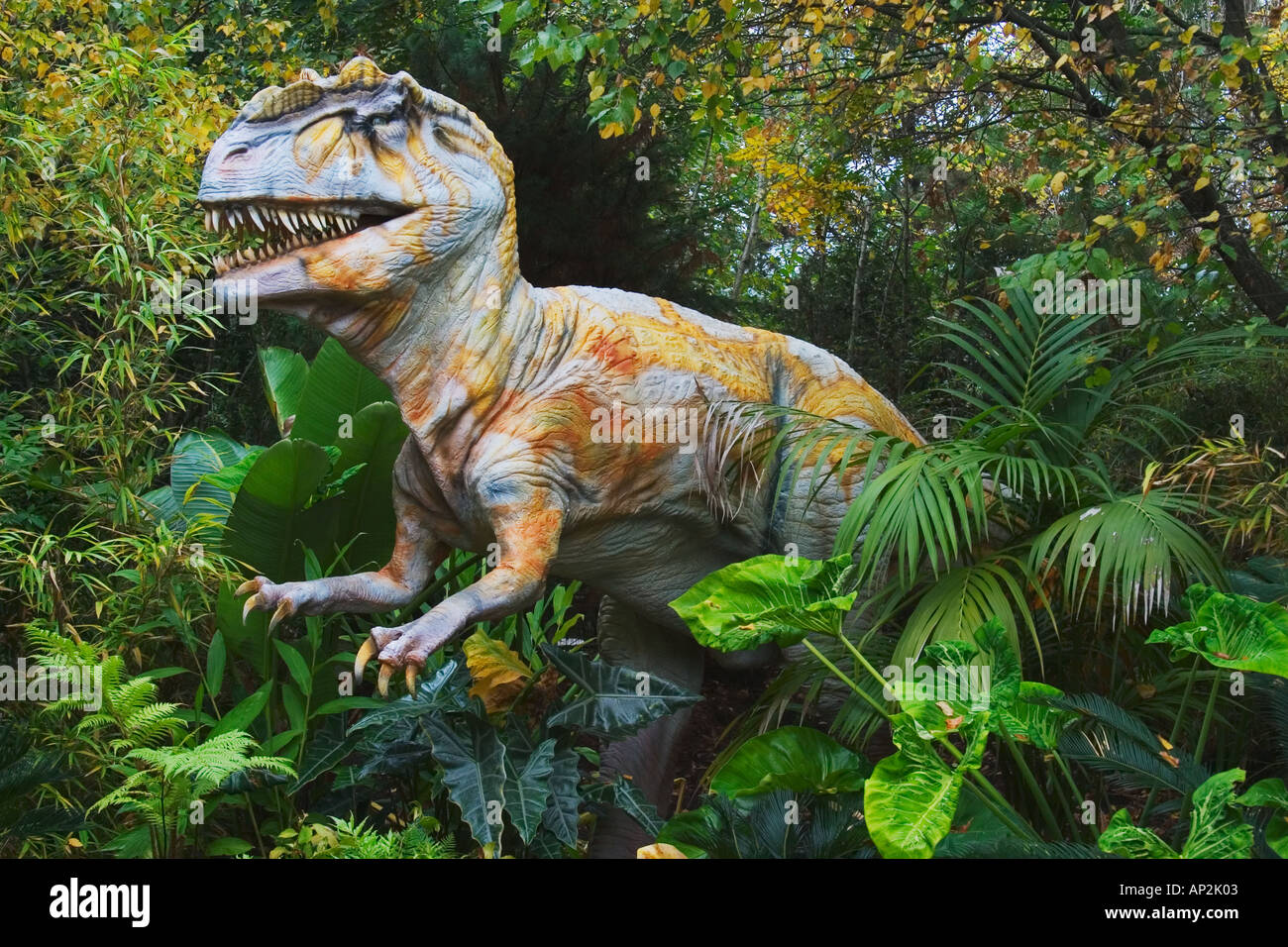 Allosaurus from the late Jurassic period Growes to a length upto 39 feet and weighted upto 2 tons Was a meat eater Belonged Stock Photo