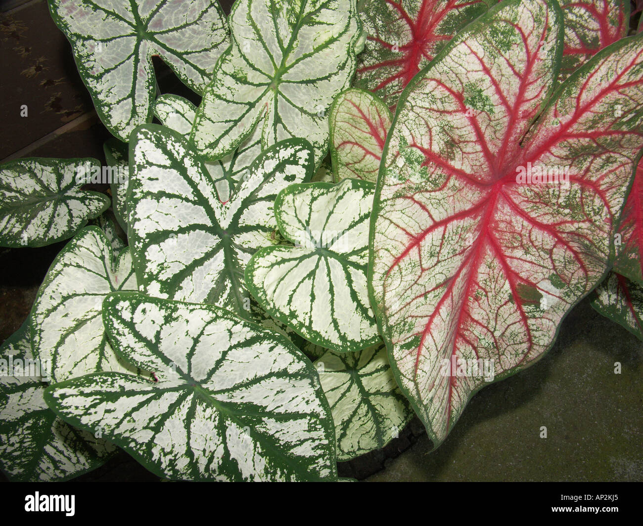 Caladium leaves Stock Photo