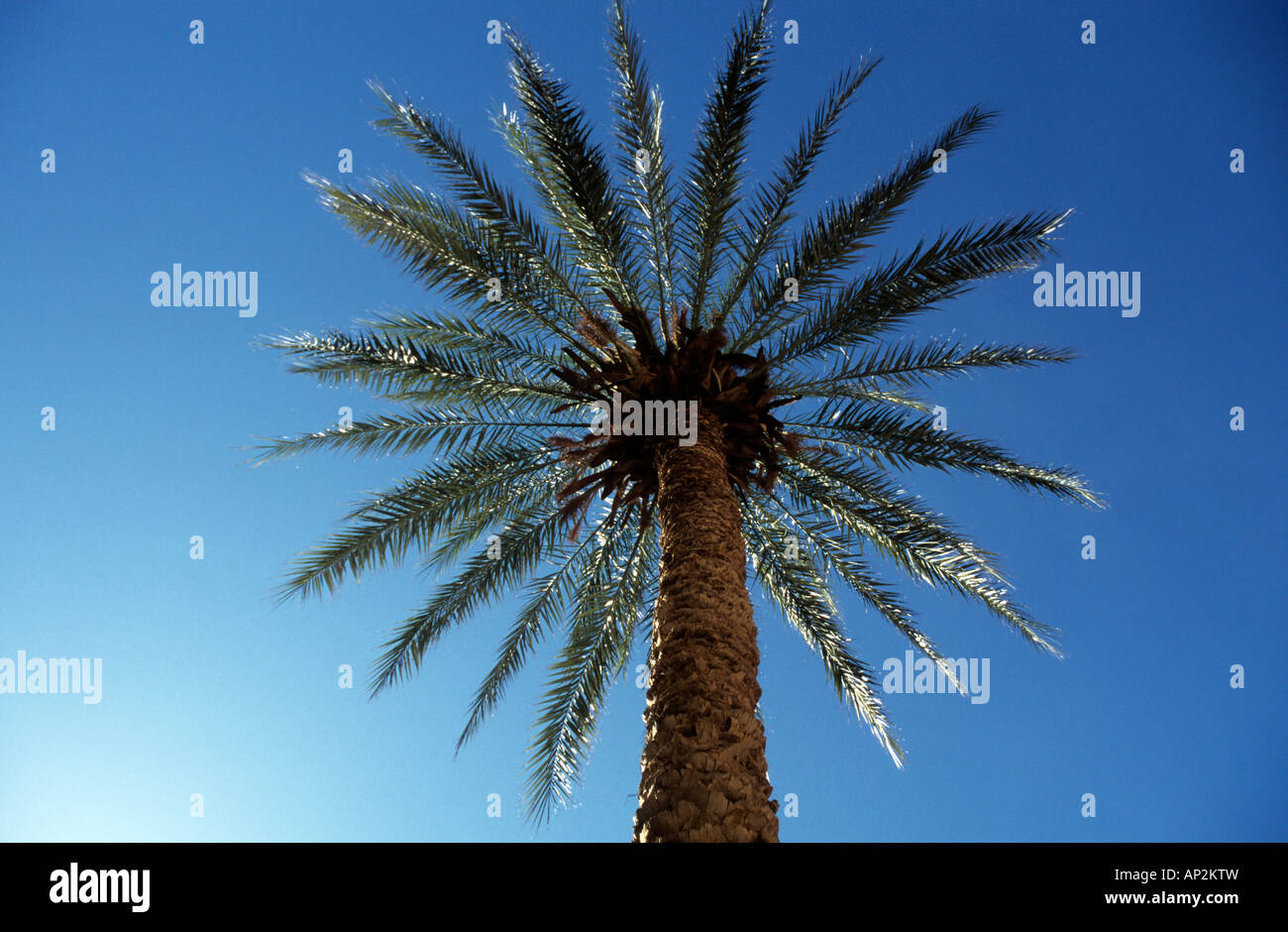 Date palm against blue sky, Marrakech, Marrakesh, Morocco Stock Photo