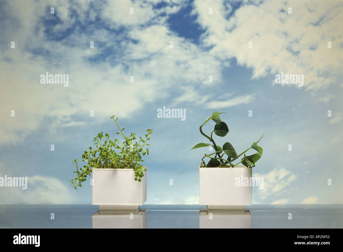 AAD72395 Concept Nature Tabletop Stock Photo