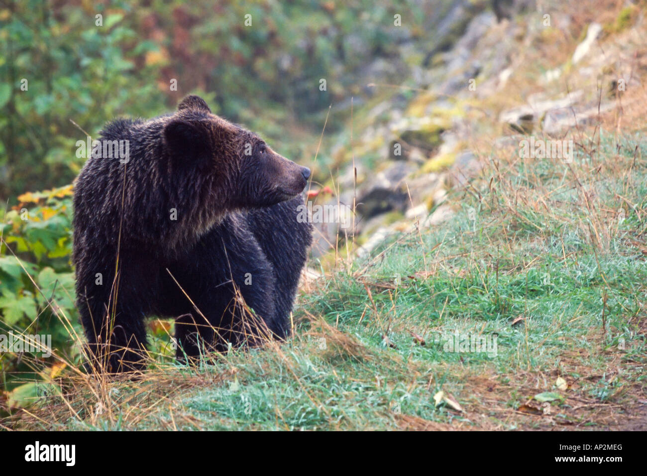 Grizzly Brown Bear standing on grassy slope looking up hill Stock Photo